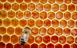 OHN 1:2018-Miel (Apis mellifera) — Requisitos